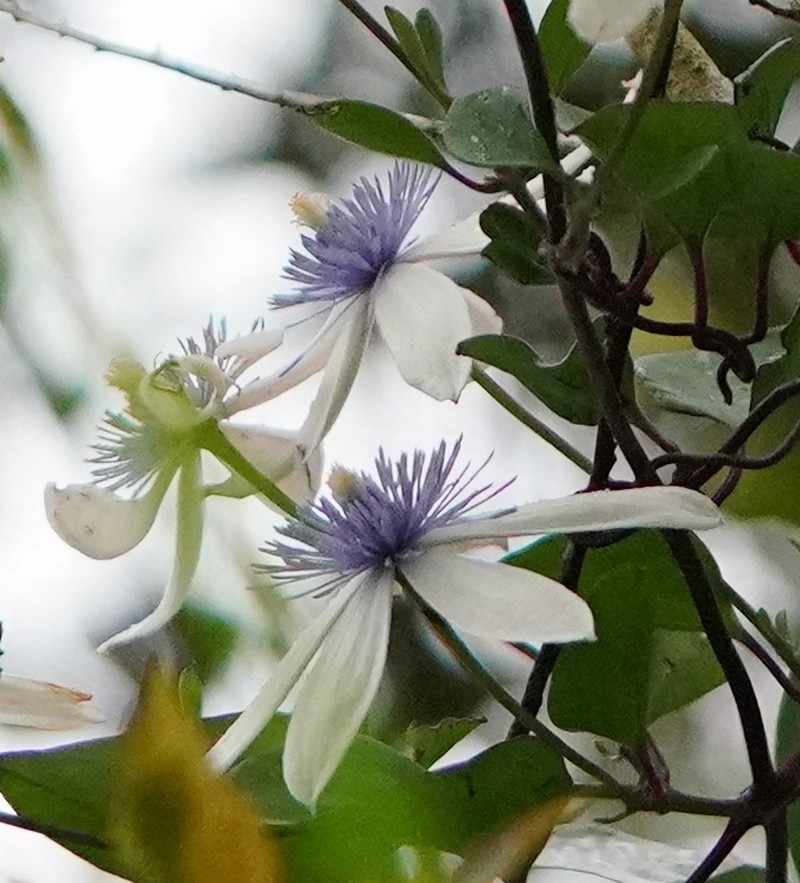 Clematis akoensis photo 2
