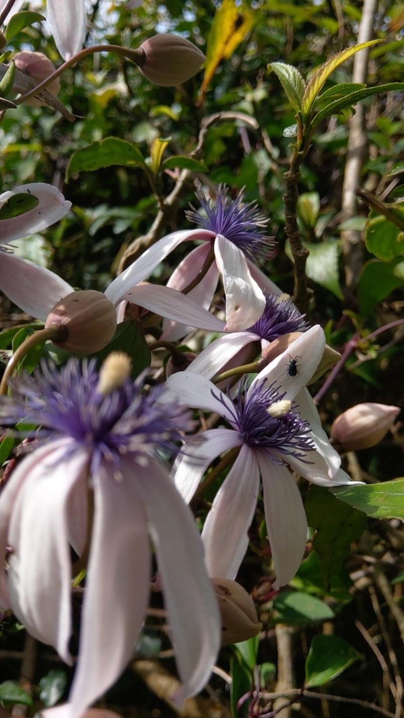 Clematis akoensis photo 3