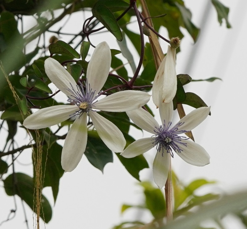 Clematis akoensis photo 4
