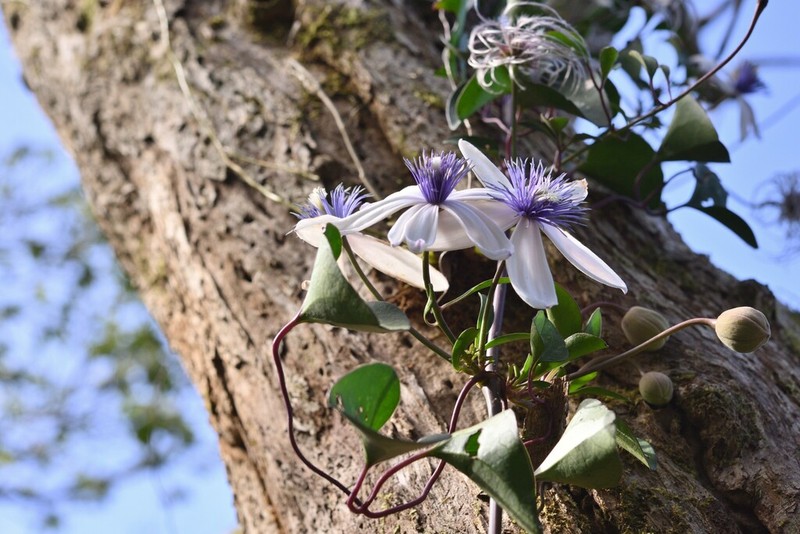 Clematis akoensis photo 5