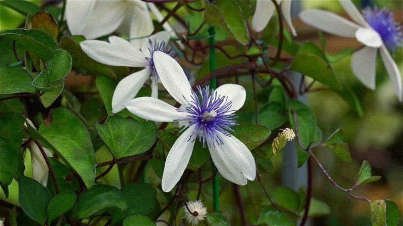 Clematis akoensis photo 6