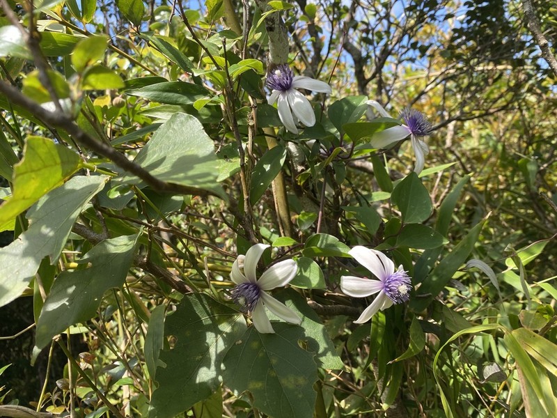 Clematis akoensis photo 7