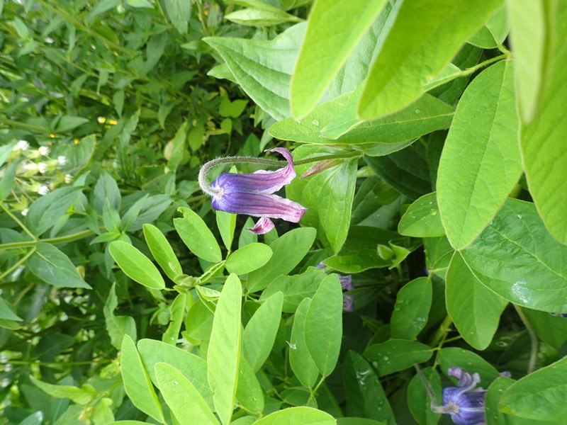 Whitehair Leather Flower