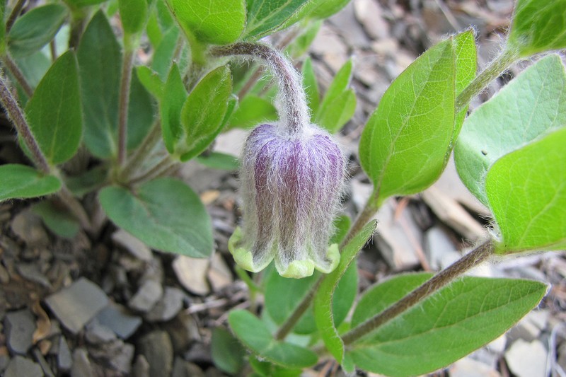 Whitehair Leather Flower photo 2