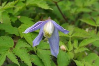 Clematis alpina