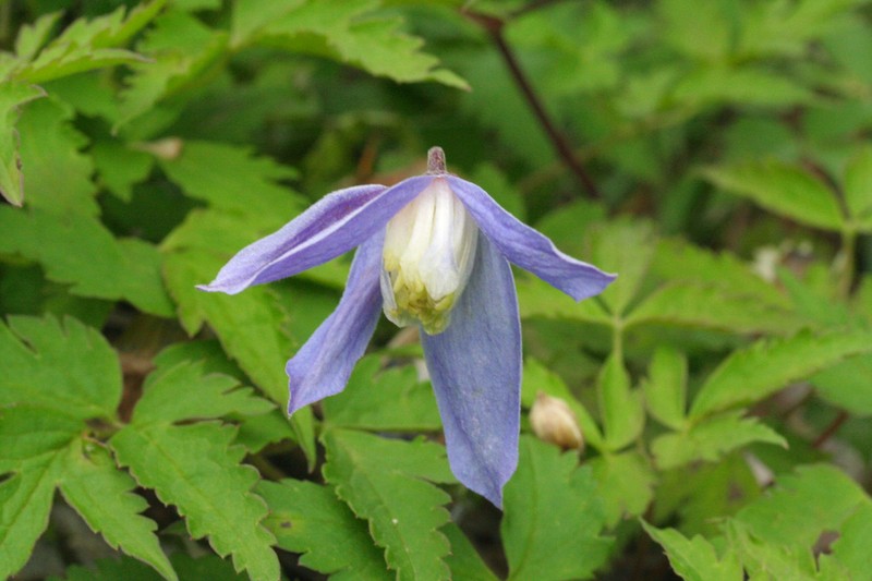 Clematis alpina