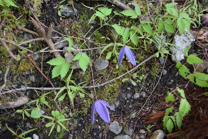 Clematis alpina photo 3