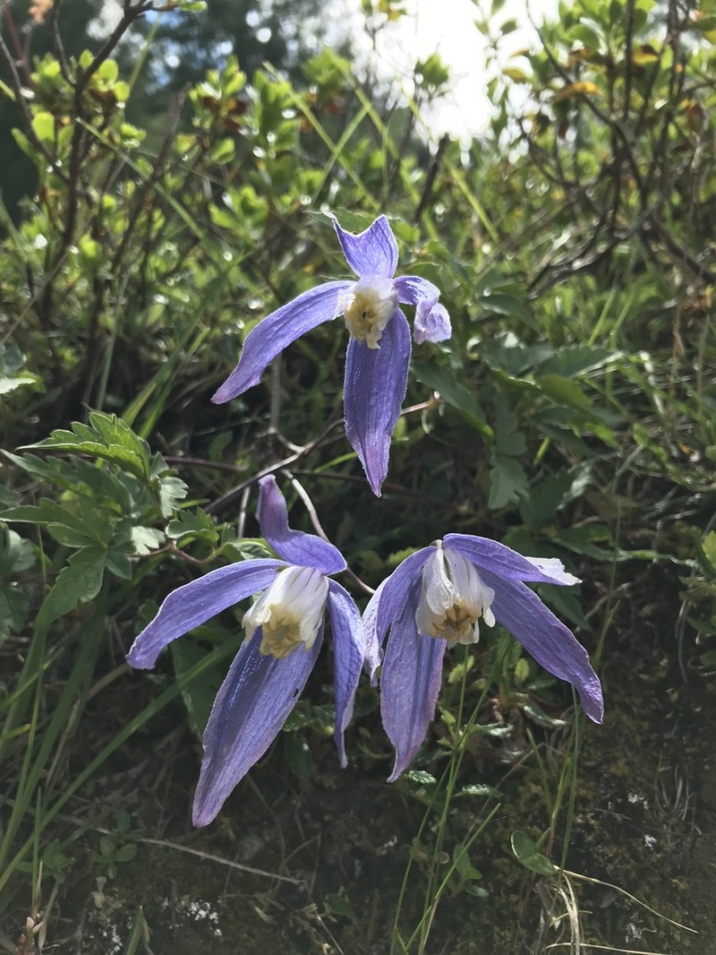 Clematis alpina photo 4