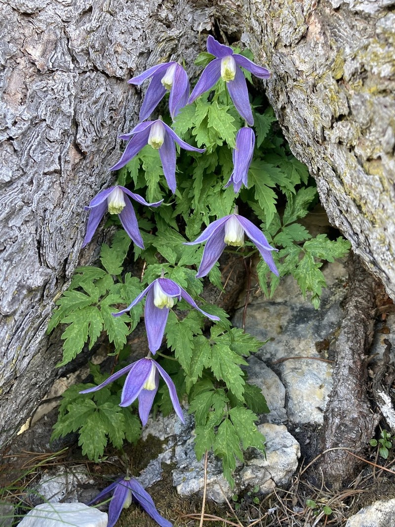Clematis alpina photo 5