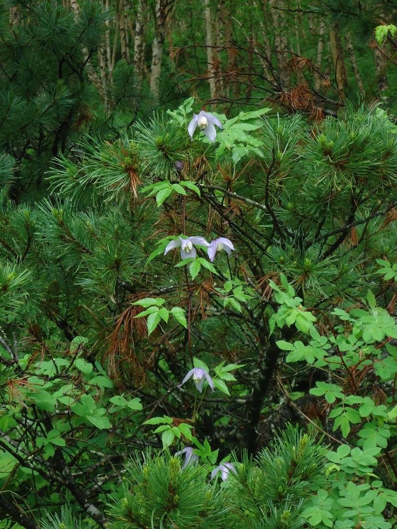 Clematis alpina photo 6