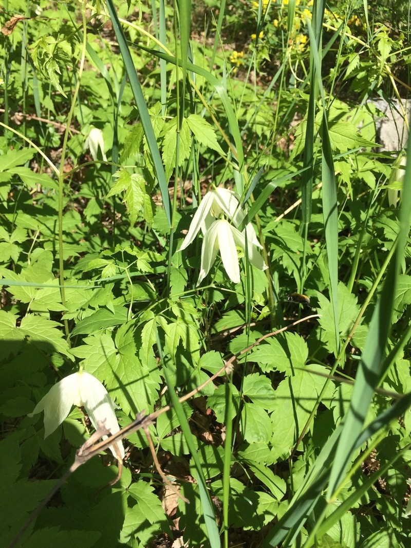 Clematis alpina photo 7