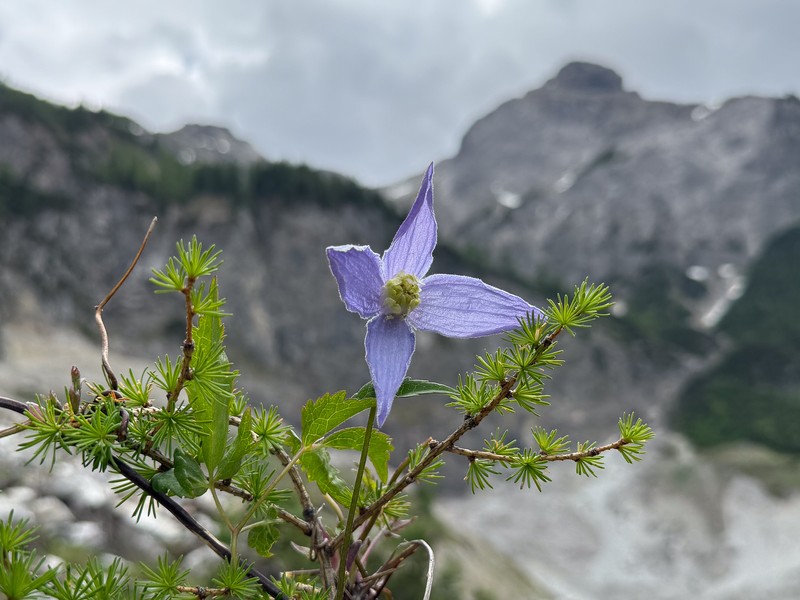 Clematis alpina subsp. alpina