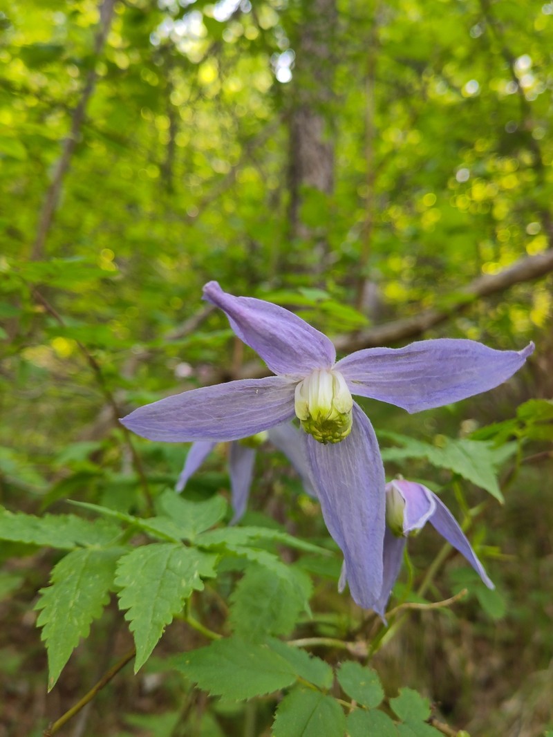 Clematis alpina subsp. alpina photo 2