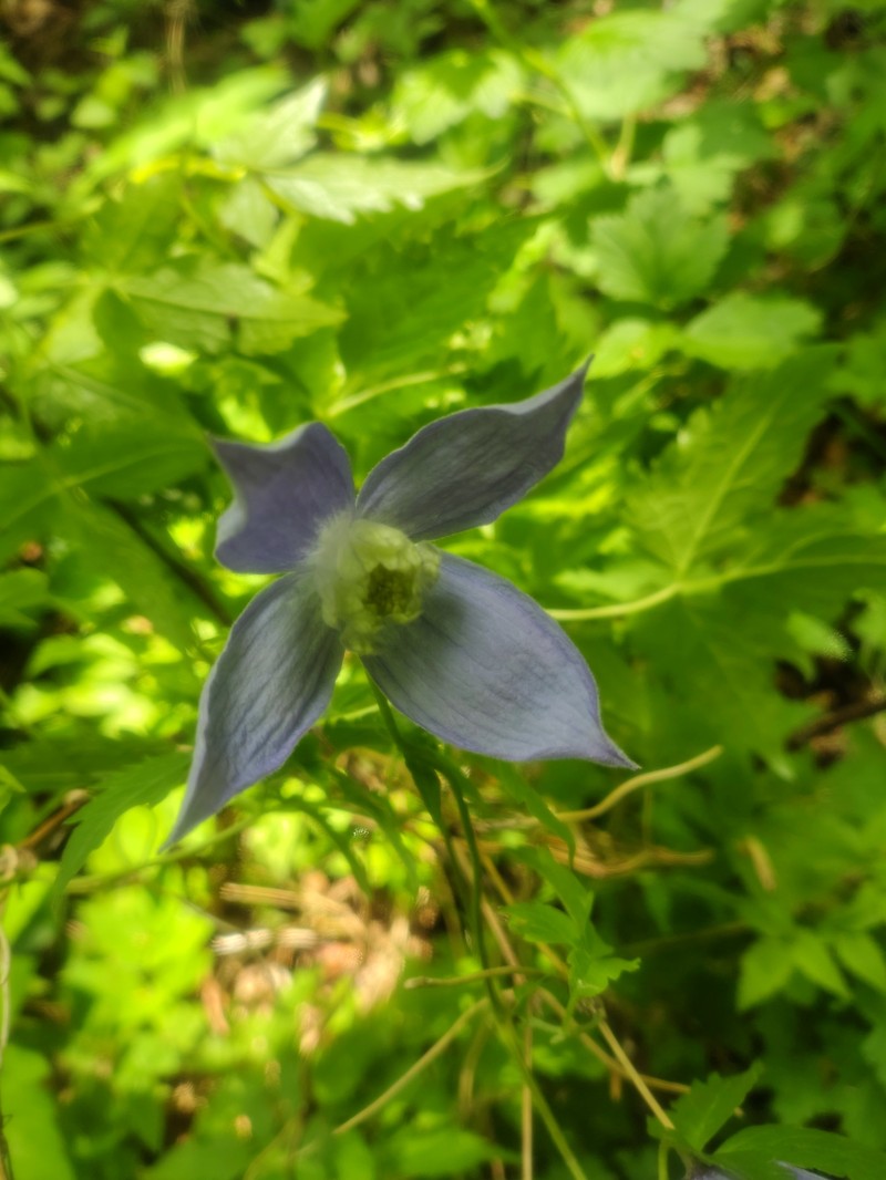 Clematis alpina subsp. alpina photo 3