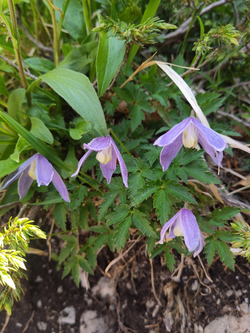 Clematis alpina subsp. alpina photo 4