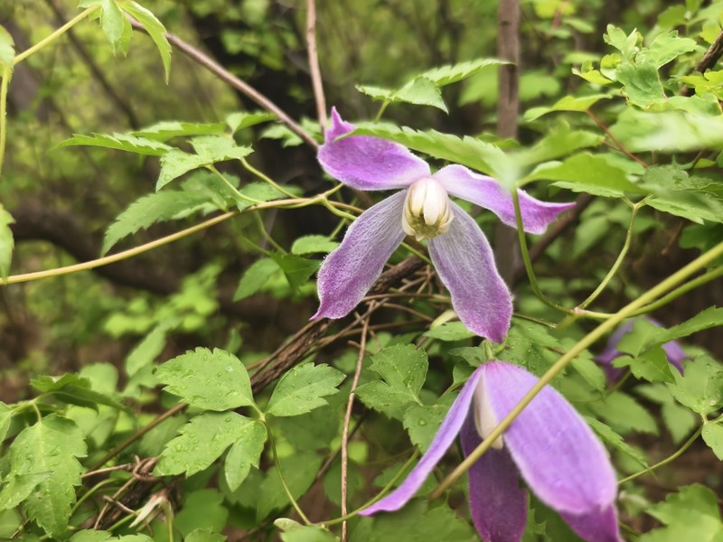 Clematis alpina subsp. ochotensis photo 3