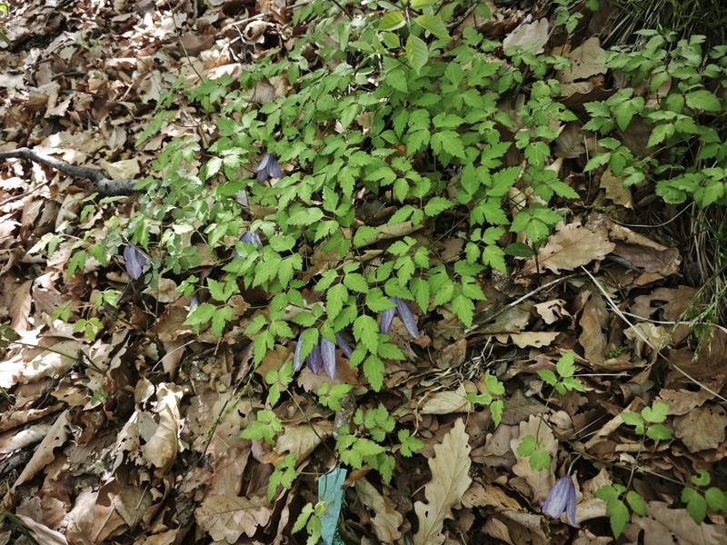 Clematis alpina subsp. ochotensis photo 4