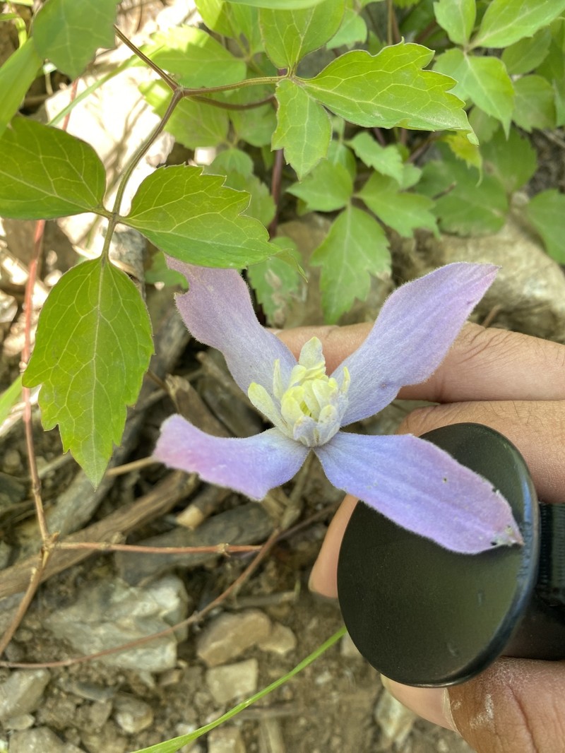 Clematis alpina subsp. ochotensis photo 5