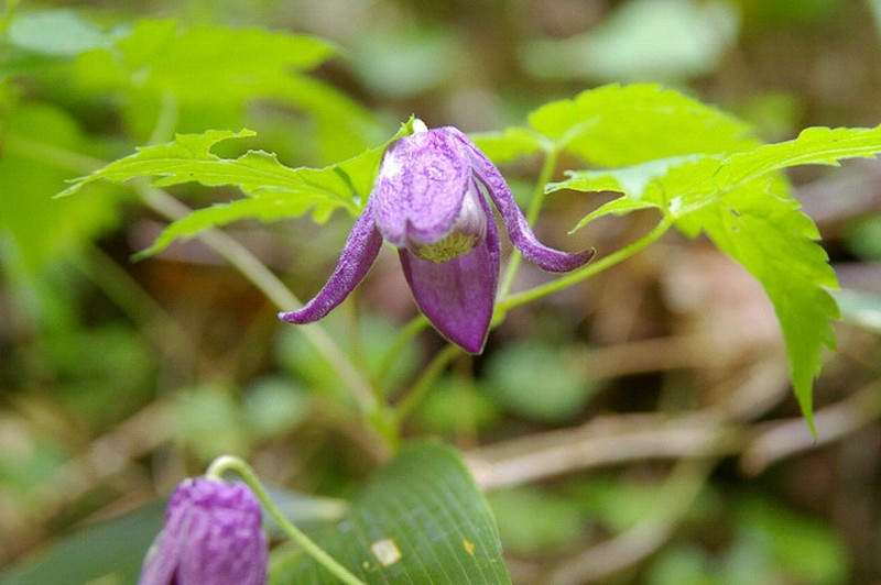 Clematis alpina subsp. ochotensis