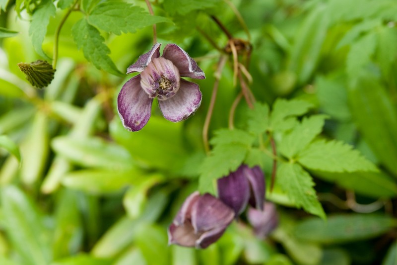 Clematis alpina subsp. ochotensis photo 6