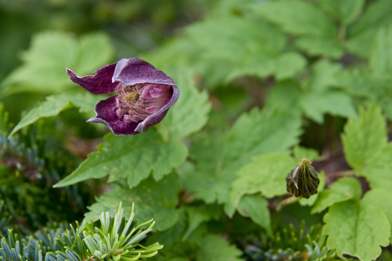 Clematis alpina subsp. ochotensis photo 8