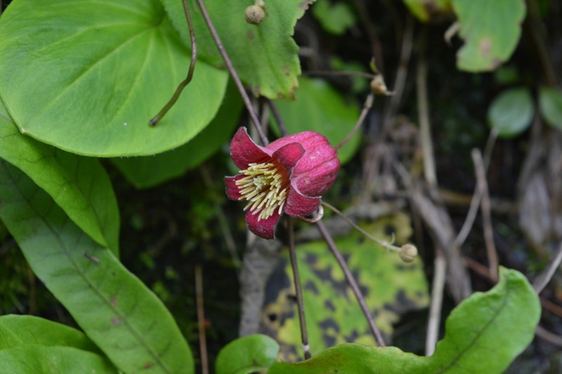 Clematis alternata photo 2