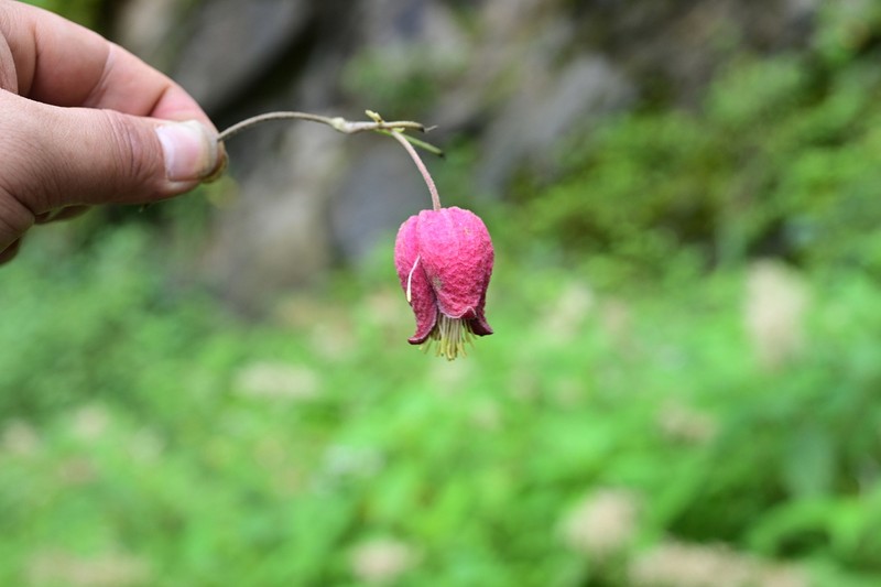 Clematis alternata photo 3