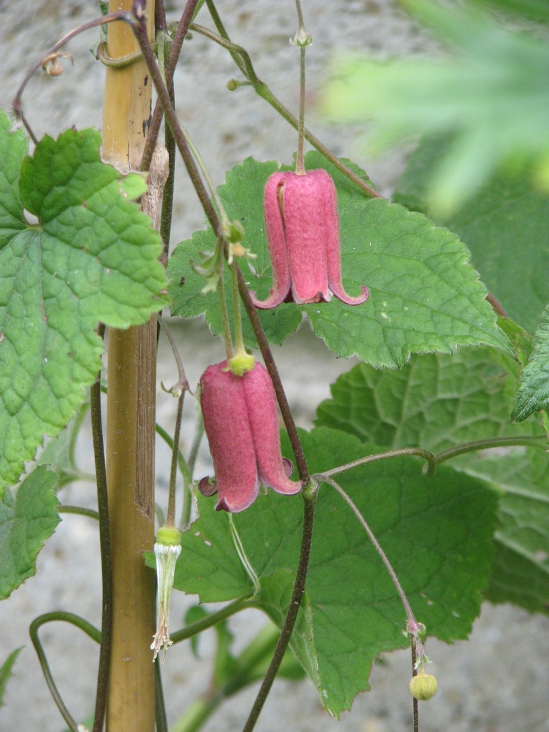 Clematis alternata