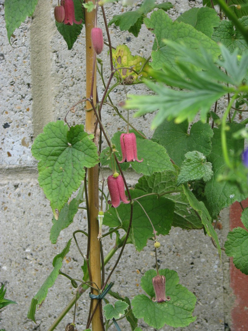 Clematis alternata photo 5