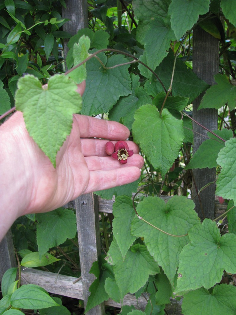 Clematis alternata photo 6