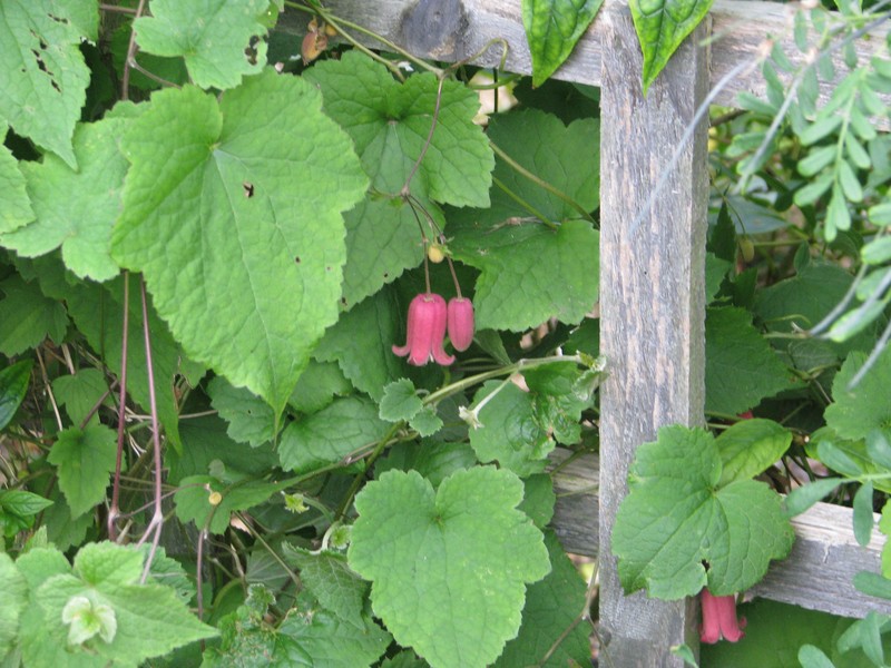 Clematis alternata photo 7