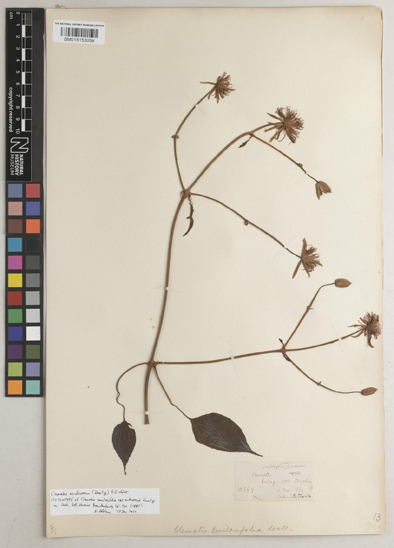 Clematis andersonii photo 2