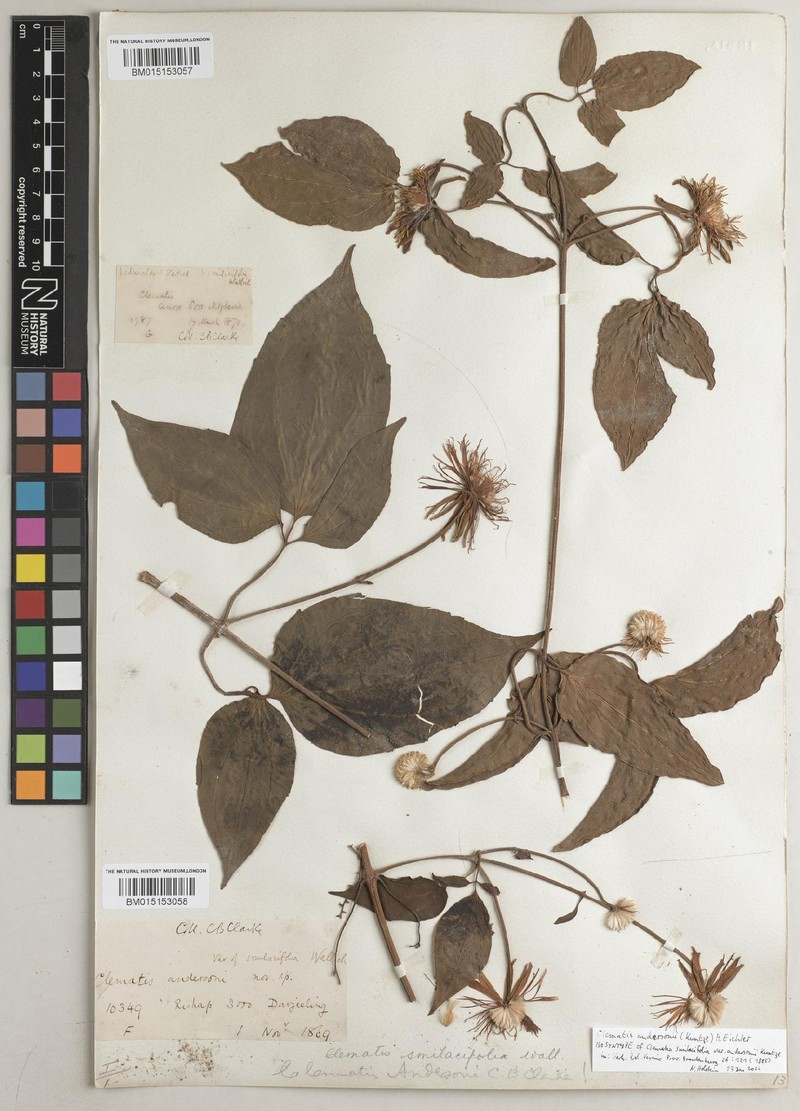 Clematis andersonii photo 3