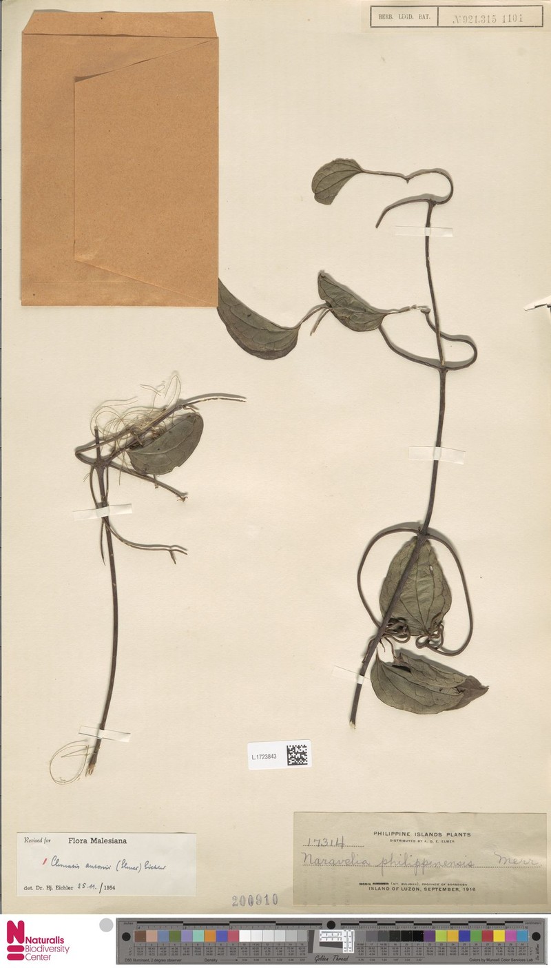 Clematis antonii