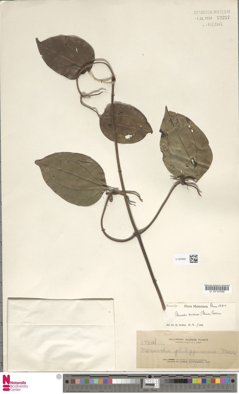 Clematis antonii photo 2