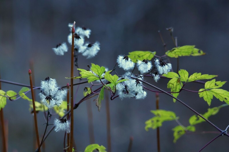 Clematis apiifolia photo 2