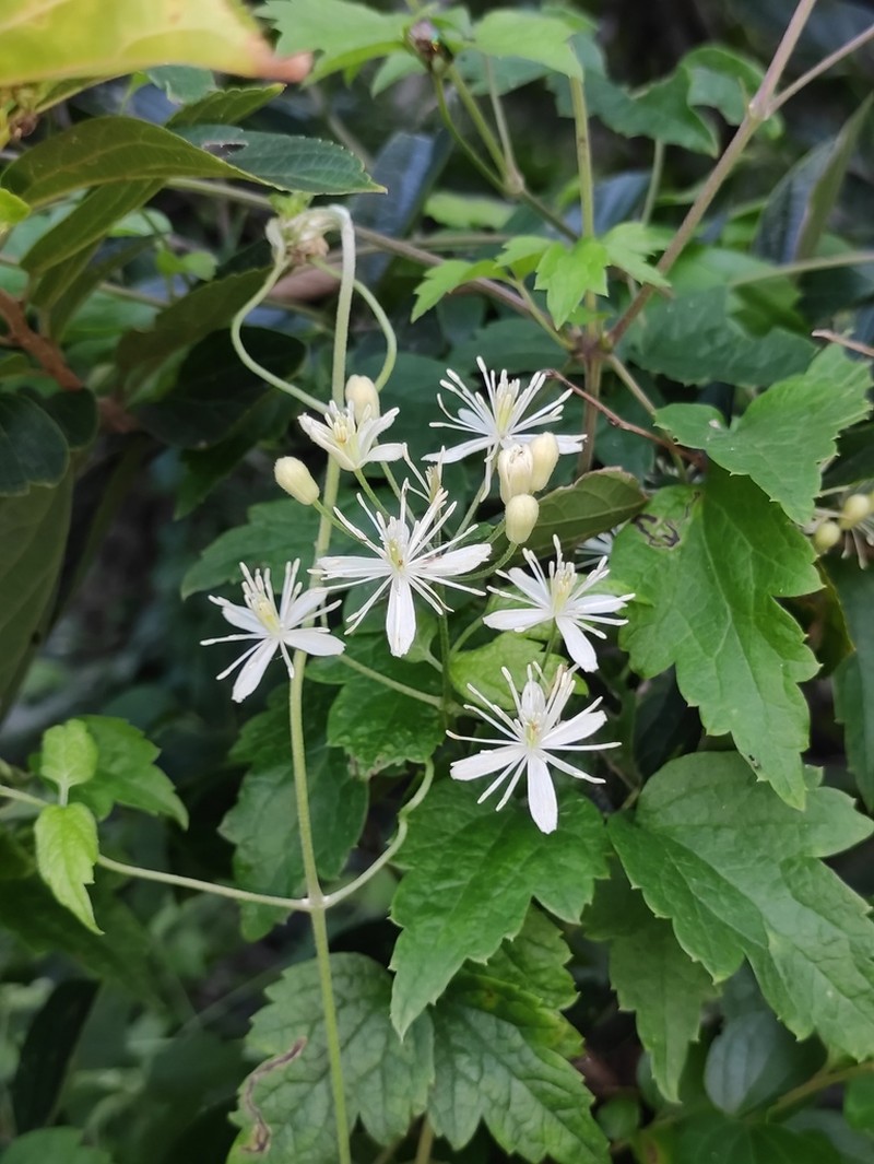 Clematis apiifolia photo 3