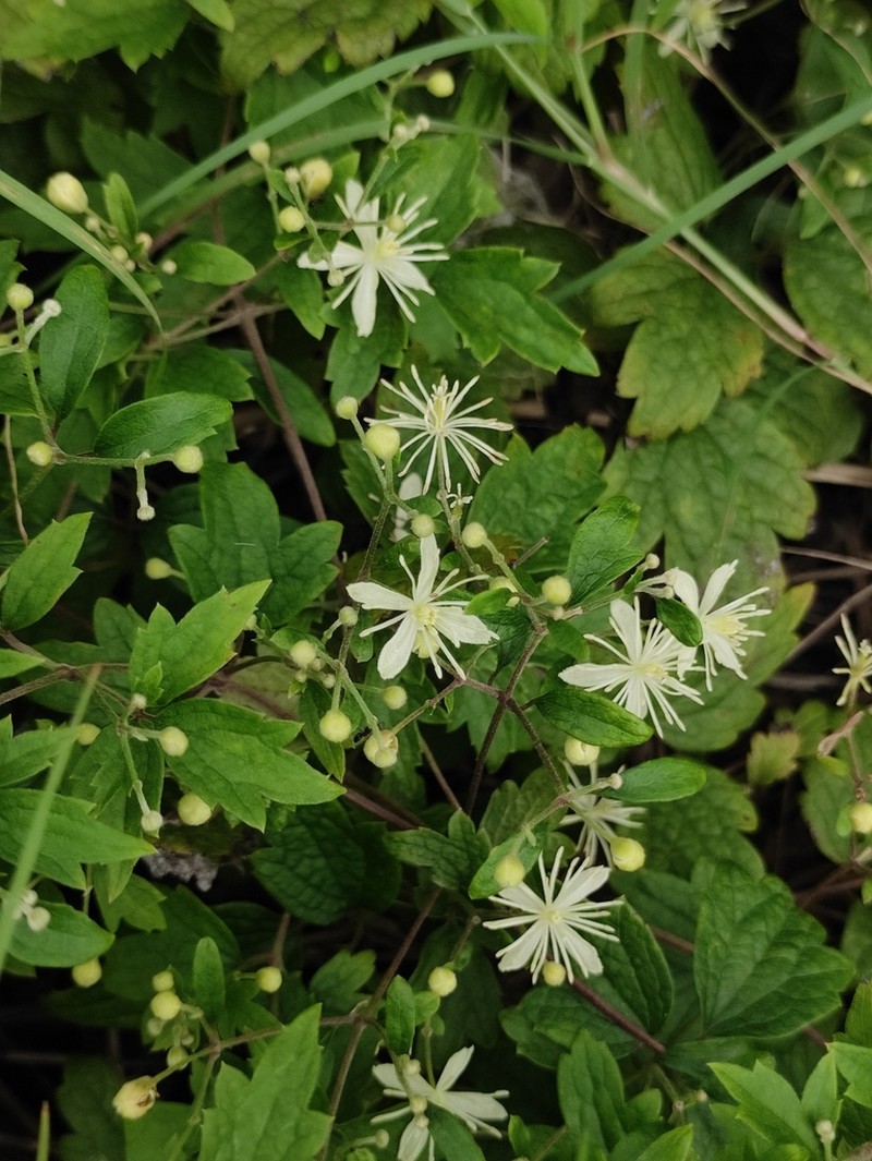 Clematis apiifolia photo 4