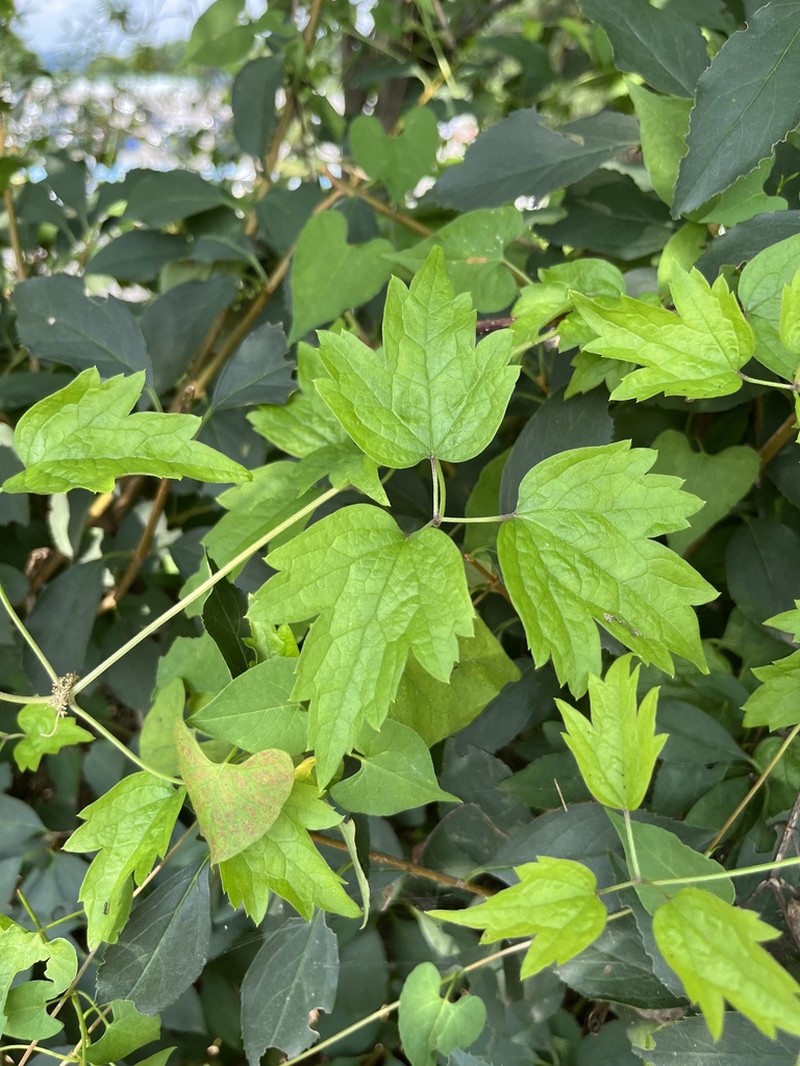 Clematis apiifolia photo 6