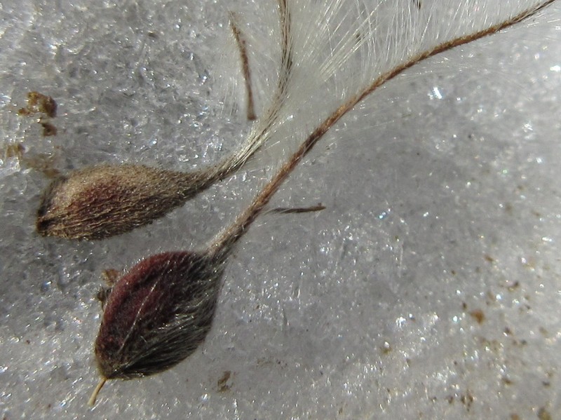 Clematis apiifolia photo 7