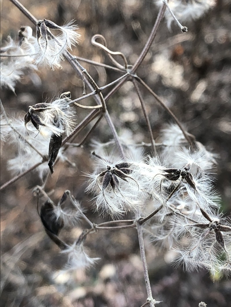 Clematis apiifolia photo 8