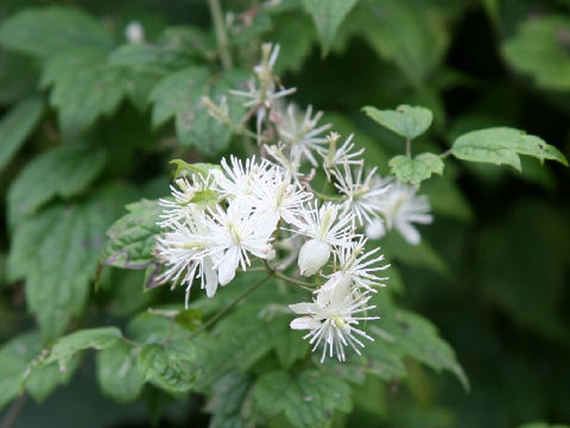 Clematis apiifolia