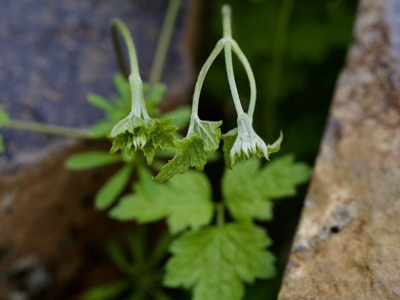 Clematis apiifolia var. apiifolia