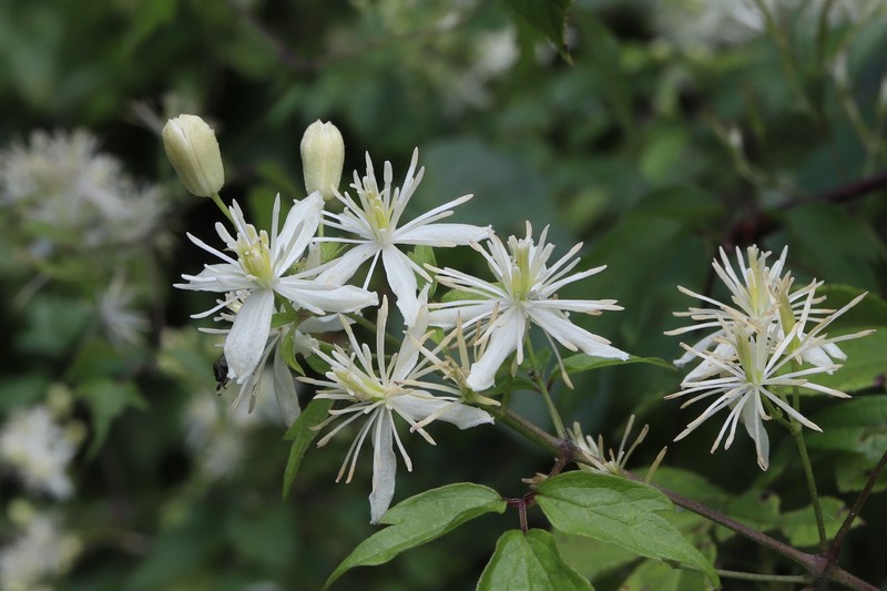 Clematis apiifolia var. apiifolia photo 2