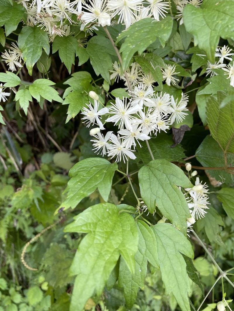 Clematis apiifolia var. apiifolia photo 3