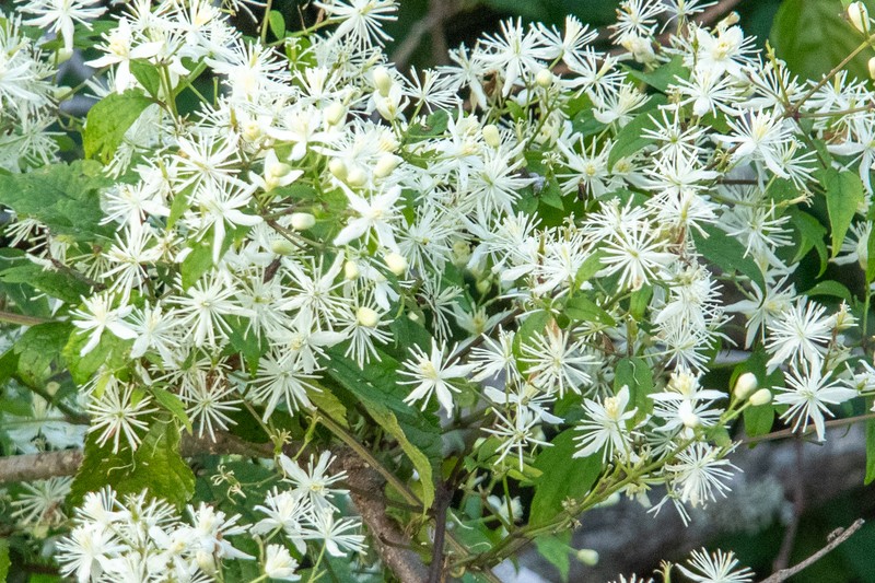 Clematis apiifolia var. apiifolia photo 4