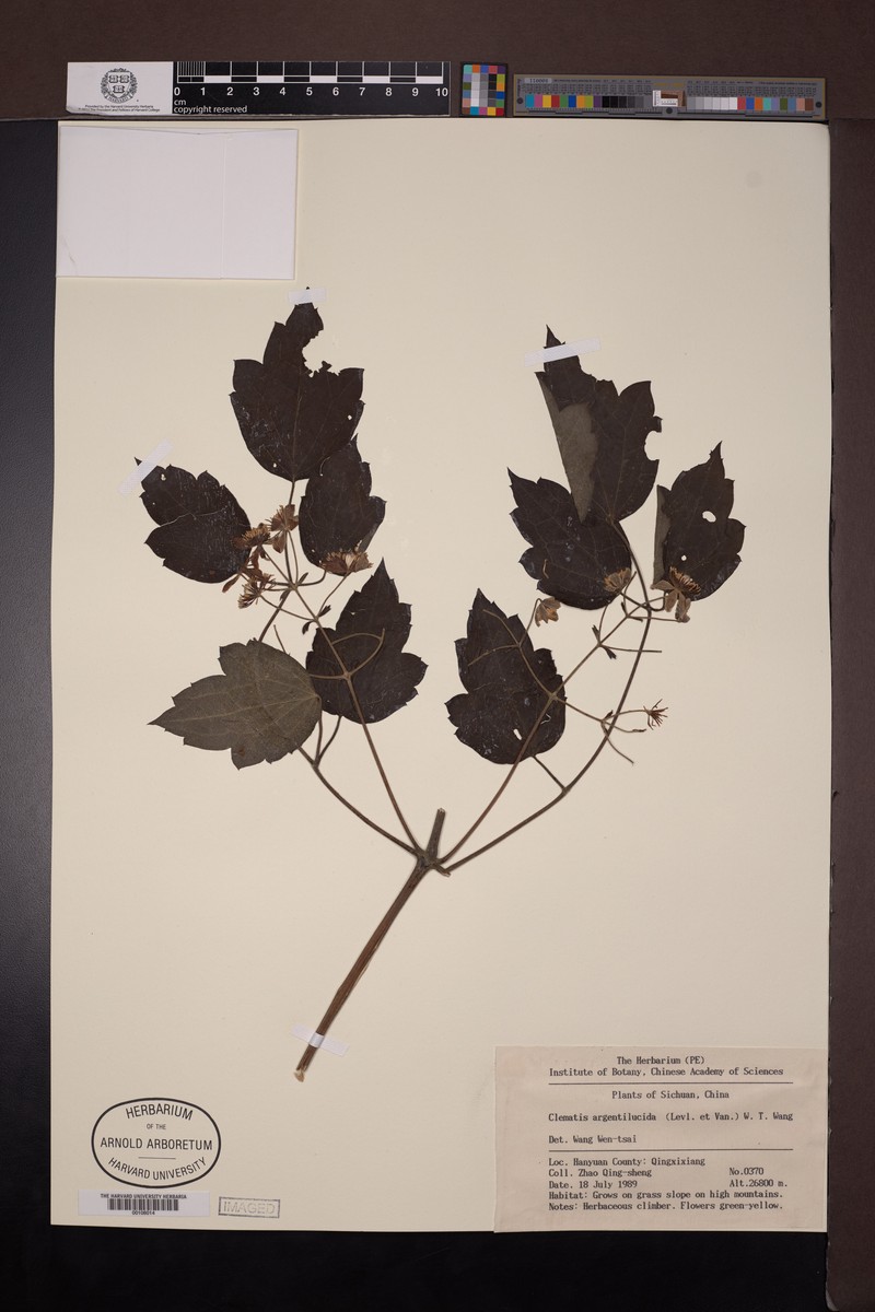 Clematis apiifolia var. argentilucida