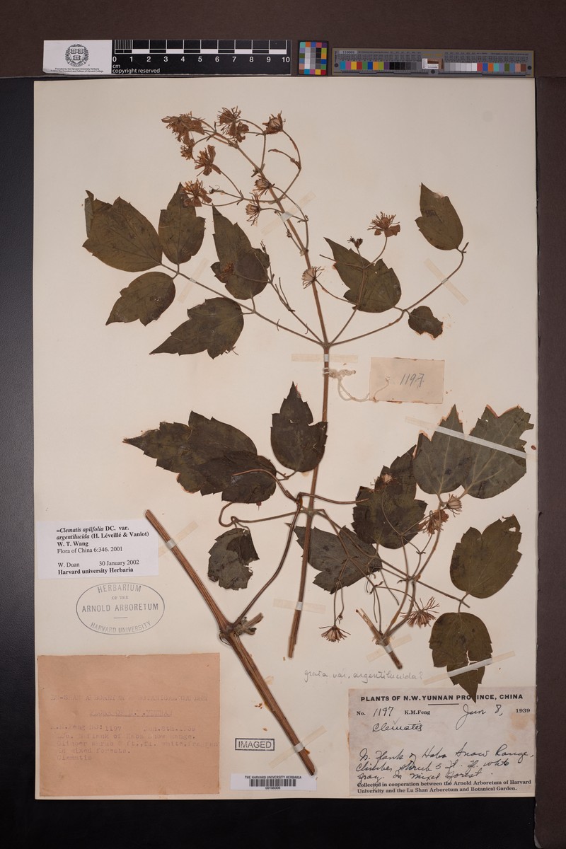 Clematis apiifolia var. argentilucida photo 3