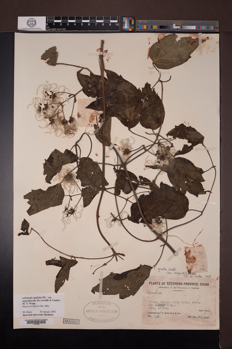 Clematis apiifolia var. argentilucida photo 4