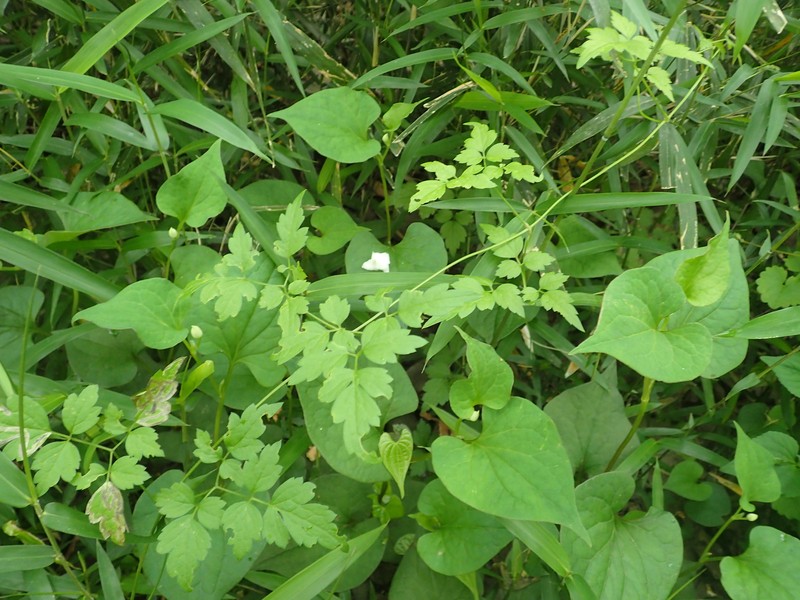 Clematis apiifolia var. biternata